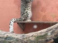 -青藏高原野生动物园