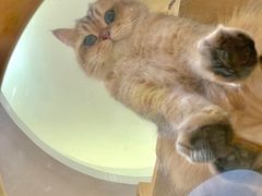 -滚猫咖啡·猫咖·猫友好撸猫(未来城店)