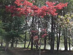 -梁鸿国家湿地公园