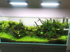 -ADA自然水景世界