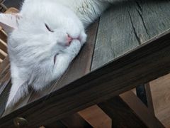 -猫的茶·猫咖