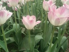 -北京植物园南门售票处