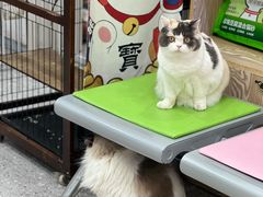 -四月宠物医院·猫专科·心脏专科·内科(转塘店)
