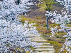 -天王浮山樱花园