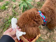 -白鹿原樱桃园