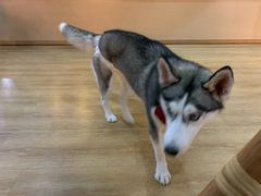 -Husky Go! 哈士奇体验馆·宠物咖啡厅狗咖