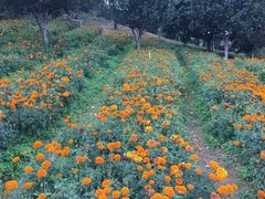 android_upload_pic-松山湖梦幻百花洲