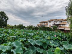 -空港花田景区