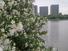 -南翔镇银翔湖公园