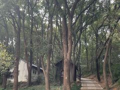 -苏州上方山国家森林公园