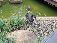 -西双版纳洲际度假酒店-海鲜傣味烧烤·侬香全日制餐厅