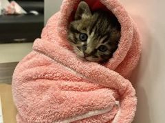 -梧桐面馆桐乡阿能面店(印象城店)