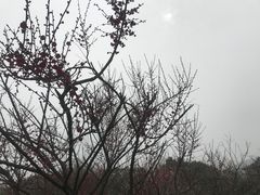 -香雪海