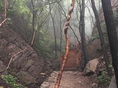 -大岭沟猕猴桃谷风景区