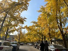 -三里屯东五街银杏大道
