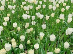 -上海鲜花港