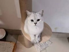 -柚子猫舍·精品猫舍购猫·猫咪认养·购宠·宠物店