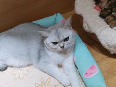 -滚猫咖啡·猫咖·猫友好撸猫(未来城店)