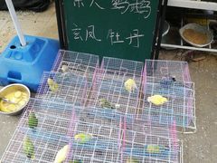 -登发花鸟鱼虫市场