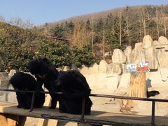 -东方熊牧场