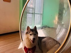 -Husky Go! 哈士奇体验馆·宠物咖啡厅狗咖