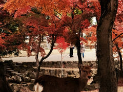 -奈良公园