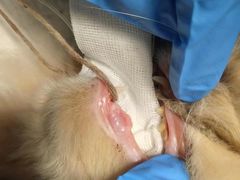 -关爱动物医院·心脏·中兽医·异宠(金牛路分院)