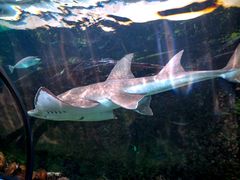 -悉尼海洋生物水族馆
