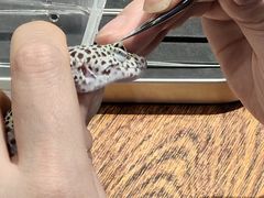 -酷以爬仙阁实体爬宠店·守宫·蜥蜴·专业繁育