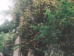 -四川大学(望江校区)