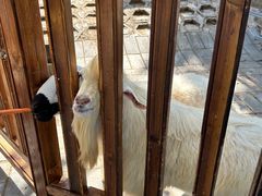 -北京鹿世界主题园