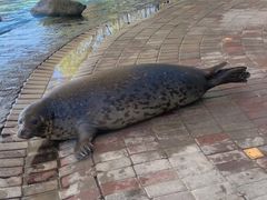 -北戴河圣蓝海洋公园