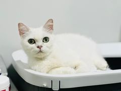 -御宝贝·A梦猫科宠物医院(国际猫友好医院)