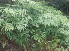 -海南热带雨林国家公园吊罗山景区