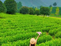 -帐篷客·溪龙茶谷度假酒店