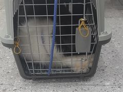 -四月宠物医院·猫专科·心脏专科·内科(转塘店)