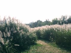 -贵阳市花溪国家城市湿地公园