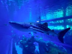 -成都浩海立方海洋公园