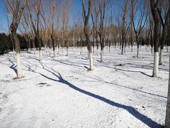 -大兴滨河森林公园