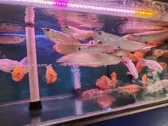 -桂林市花鸟市场