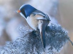 -野鸭湖国家湿地公园