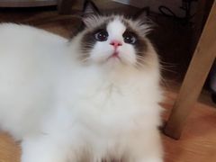 -Bastet sally猫舍购宠(静安店)