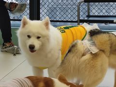 -怪兽屋·羊驼·猫咖·狗咖(俊华广场店)