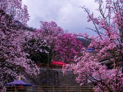 -九皇山景区