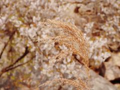 -崂山九水游览区