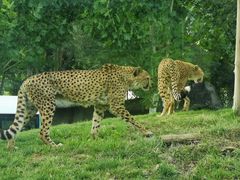 -北京野生动物园