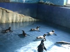 -新疆天山野生动物园