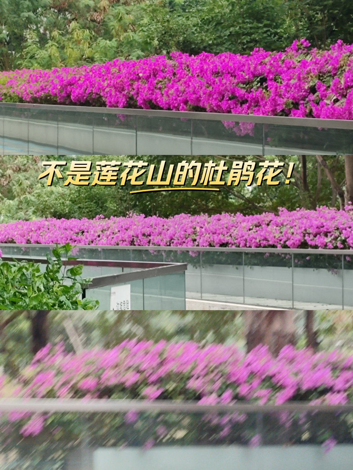 深圳大学杜鹃山图片