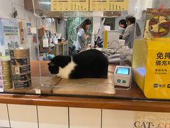 -猫友咖啡店(玉林西路店)