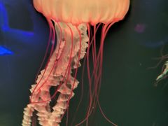 -欢乐海岸海洋奇梦馆